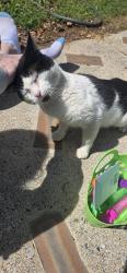 Found/Stray Male Cat last seen Near chalcrest way cave spring, Cave Spring, GA 30124