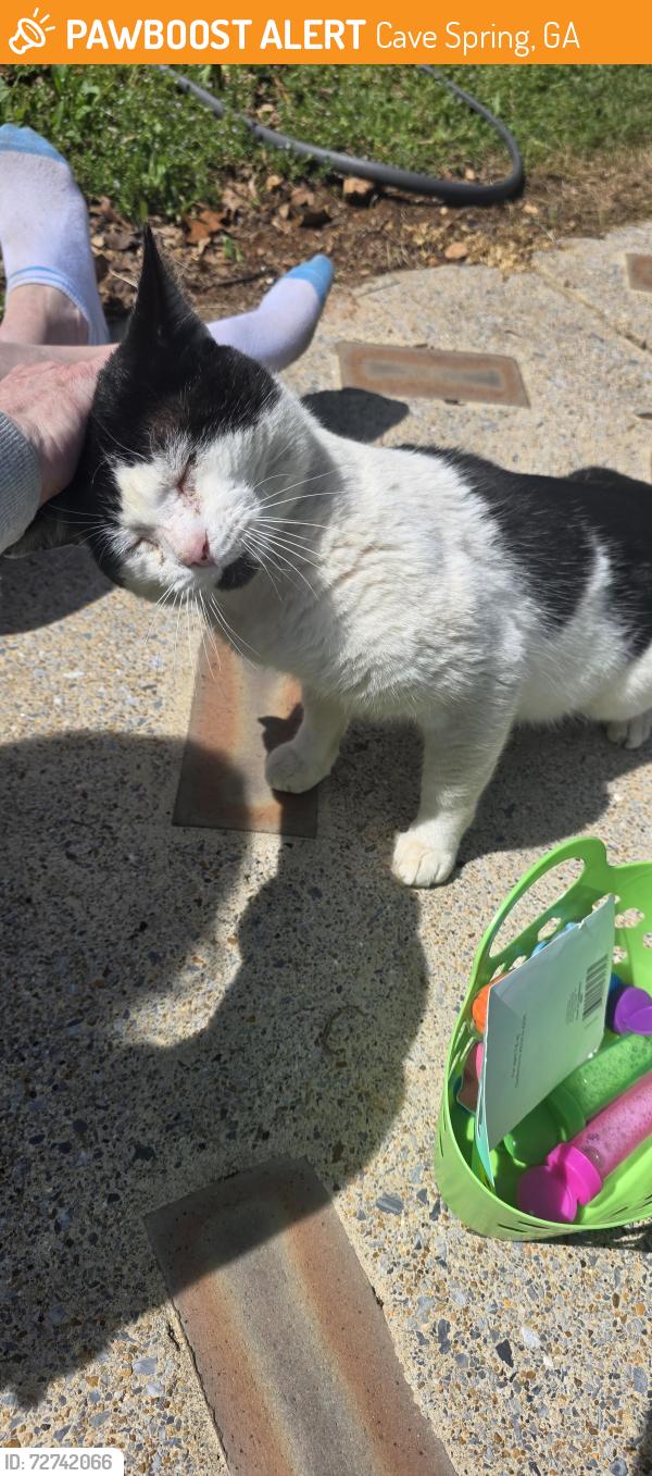 Found/Stray Male Cat last seen Near chalcrest way cave spring, Cave Spring, GA 30124
