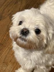 Lost Male Dog last seen Norwood on one end of street , Rio Linda blvd on other end of street, Sacramento, CA 95838