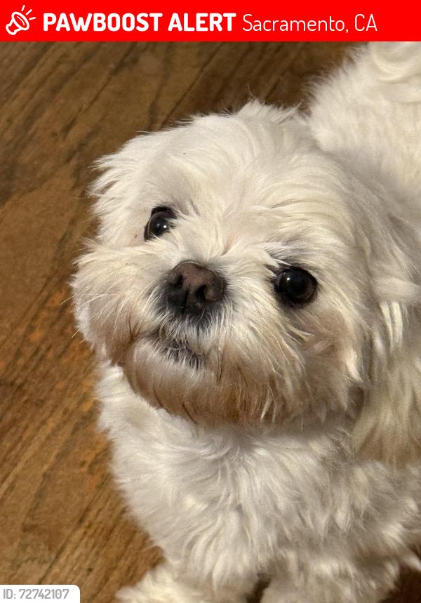 Lost Male Dog last seen Norwood on one end of street , Rio Linda blvd on other end of street, Sacramento, CA 95838