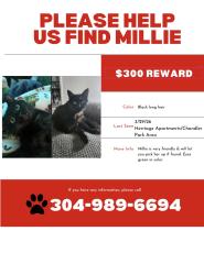 Lost Female Cat last seen Heritage apmts , Bowling Green, KY 42101