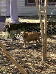 Found/Stray Male Dog last seen Purple hse on gilispie and e park streets, San Antonio, TX 78212
