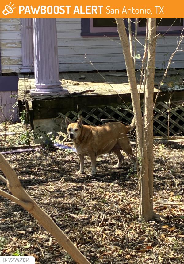 Found/Stray Male Dog last seen Purple hse on gilispie and e park streets, San Antonio, TX 78212