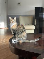 Lost Female Cat last seen Near and 1626, Buda, TX 78610