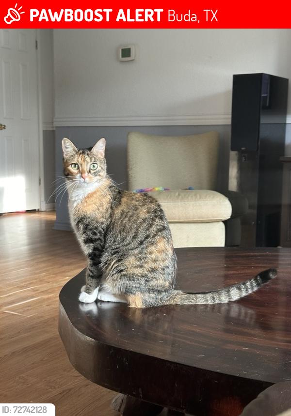 Lost Female Cat last seen Near and 1626, Buda, TX 78610
