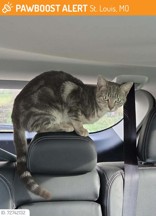 Found/Stray Unknown Cat last seen North Florissant Road, St. Louis, MO 63135