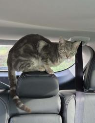 Found/Stray Unknown Cat last seen North Florissant Road, St. Louis, MO 63135