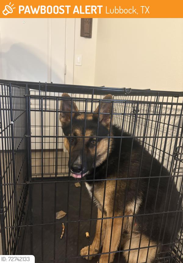 Found/Stray Unknown Dog last seen Rochester 8th st, Lubbock, TX 79416