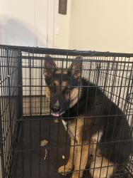 Found/Stray Unknown Dog last seen Rochester 8th st, Lubbock, TX 79416