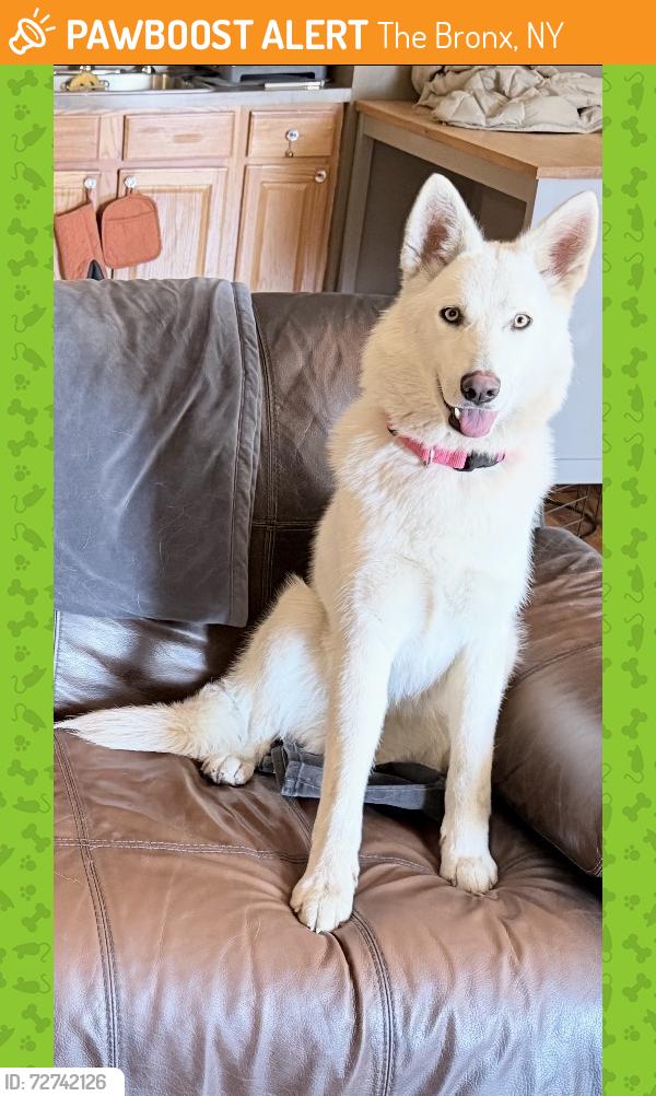 Found/Stray Female Dog last seen E 233/ Carpenter Ave , The Bronx, NY 10466