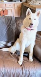 Found/Stray Female Dog last seen E 233/ Carpenter Ave , The Bronx, NY 10466