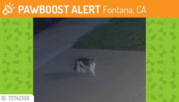 Found/Stray Unknown Cat last seen Firestone Drive & Maidstone Lane , Fontana, CA 92336