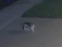 Found/Stray Unknown Cat last seen Firestone Drive & Maidstone Lane , Fontana, CA 92336