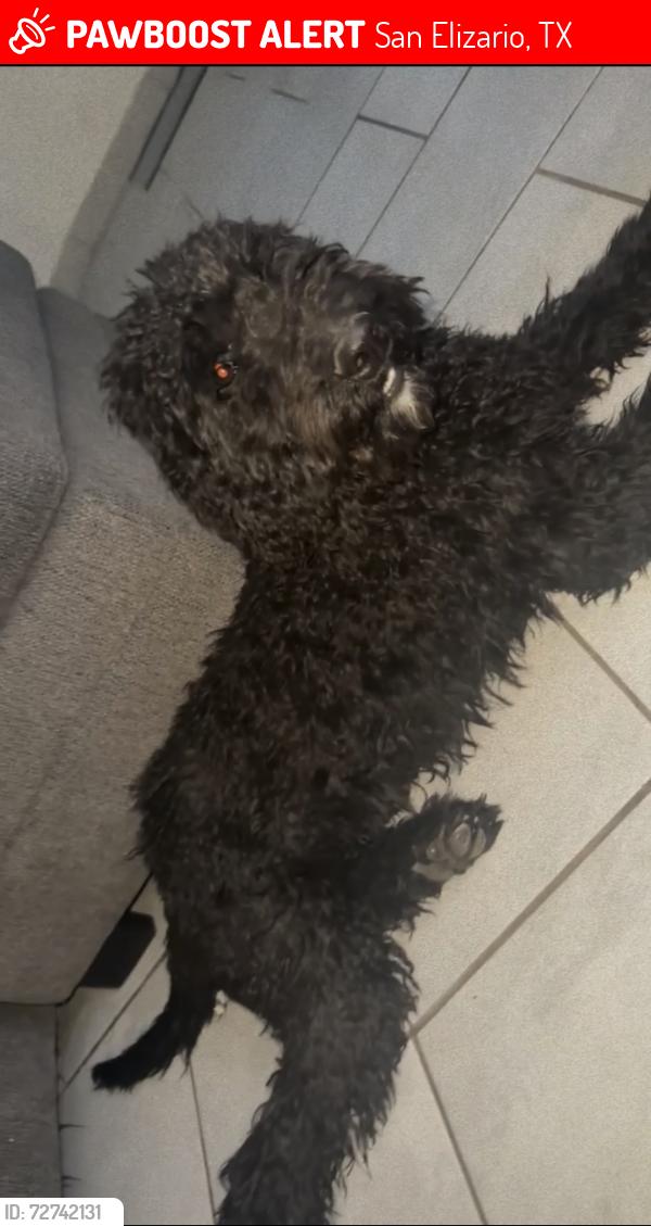 Lost Male Dog last seen Oscar chacon and Sanchez rd , San Elizario, TX 79849