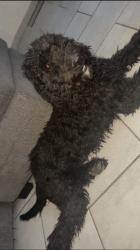 Lost Male Dog last seen Oscar chacon and Sanchez rd , San Elizario, TX 79849