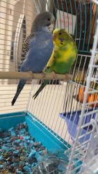 Lost Unknown Bird last seen Mary Alexander st, Charlotte, NC 28262