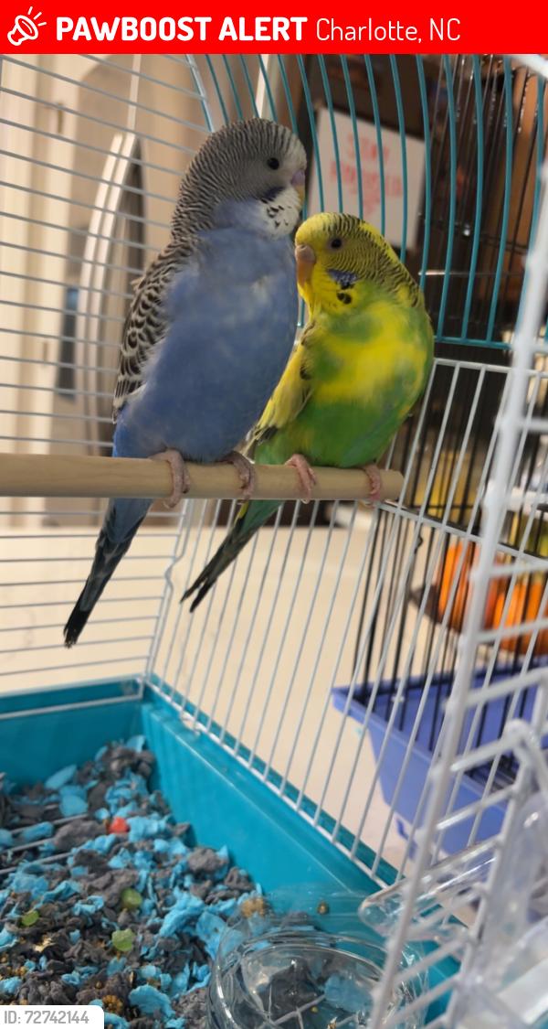 Lost Unknown Bird last seen Mary Alexander st, Charlotte, NC 28262