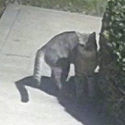 Found/Stray Unknown Cat last seen Firestone Drive & Maidstone Lane , Fontana, CA 92336