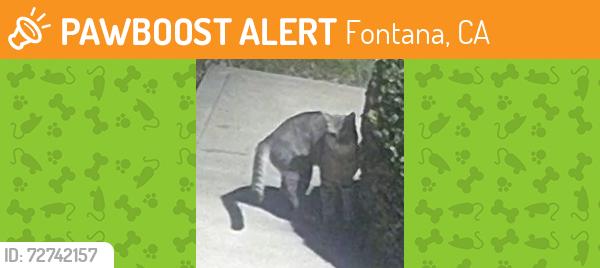 Found/Stray Unknown Cat last seen Firestone Drive & Maidstone Lane , Fontana, CA 92336