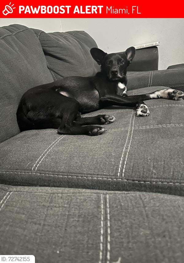 Lost Male Dog last seen 223rd st, Miami, FL 33170
