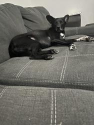 Lost Male Dog last seen 223rd st, Miami, FL 33170