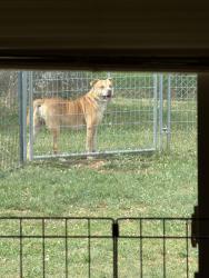 Found/Stray Male Dog last seen Trinidad ln & ewood dr , Winston-Salem, NC 27106