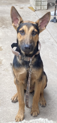 Found/Stray Male Dog last seen La vista and vine near Seguin elementary , McAllen, TX 78501