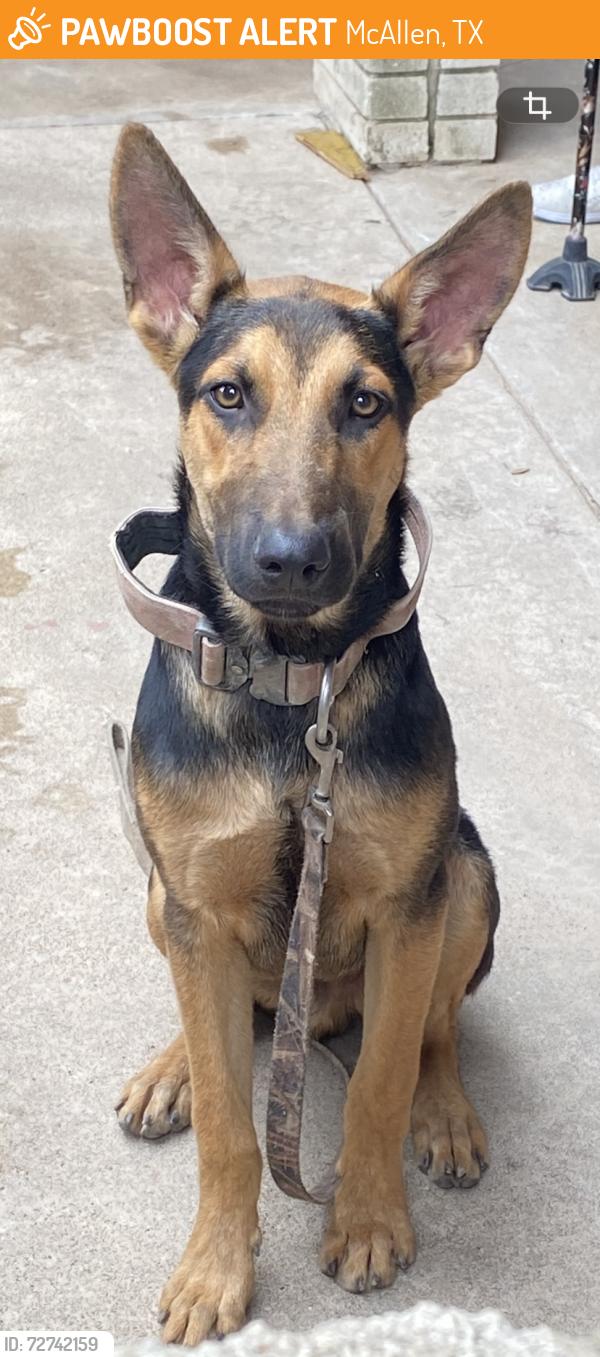 Found/Stray Male Dog last seen La vista and vine near Seguin elementary , McAllen, TX 78501