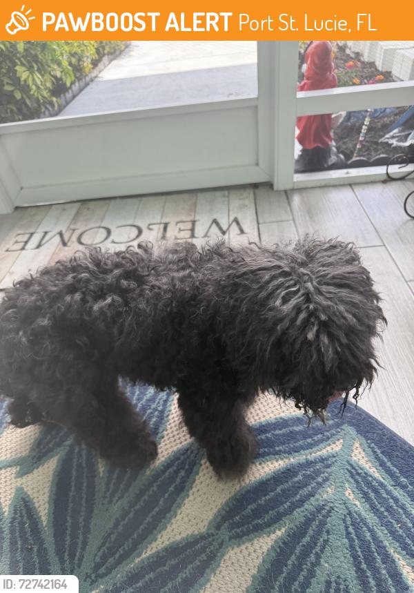 Found/Stray Female Dog last seen Harvard & Susset , Port St. Lucie, FL 34953