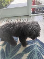 Found/Stray Female Dog last seen Harvard & Susset , Port St. Lucie, FL 34953