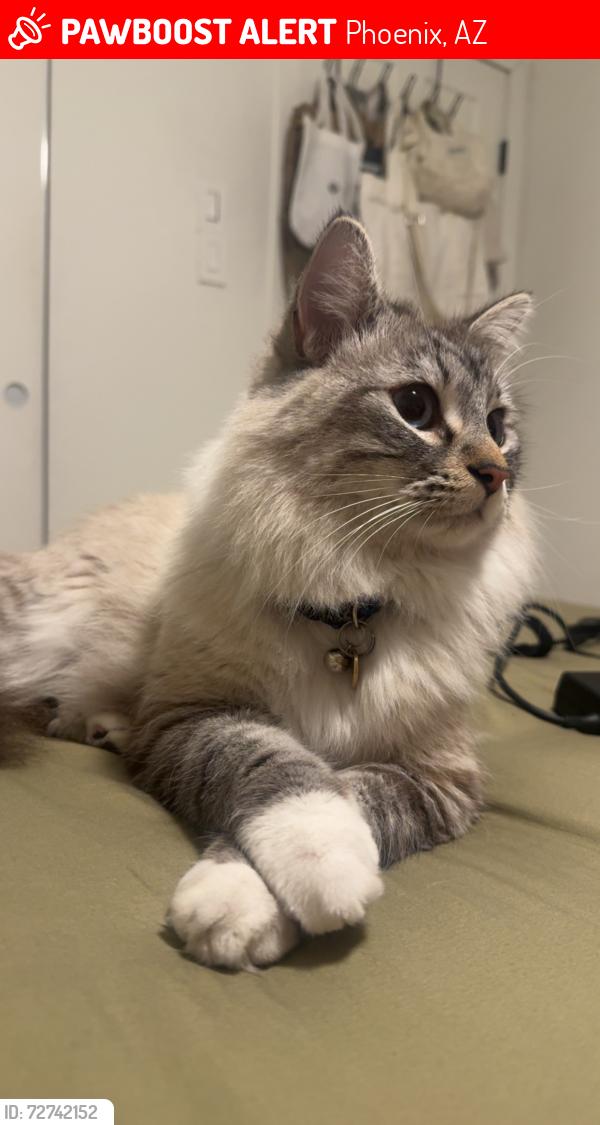 Lost Male Cat last seen 83rd avenue and Thomas, Phoenix, AZ 85033