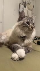 Lost Male Cat last seen 83rd avenue and Thomas, Phoenix, AZ 85033