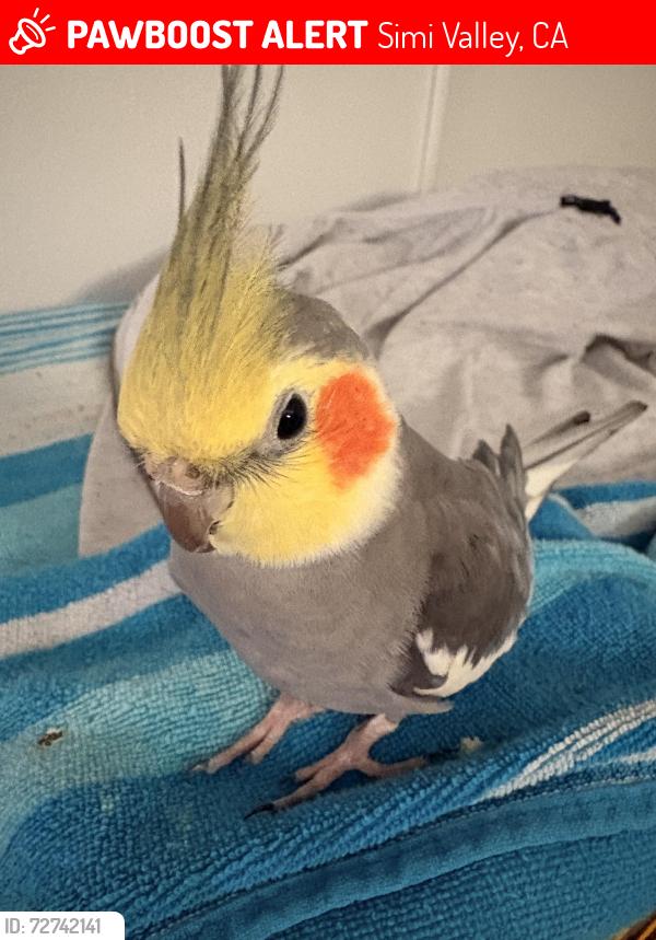 Lost Male Bird last seen McDonalds, Simi Valley, CA 93065