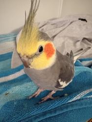 Lost Male Bird last seen McDonalds, Simi Valley, CA 93065