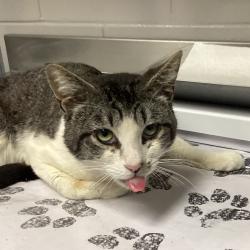 Shelter Stray Male Cat last seen , Greenville, SC 29609
