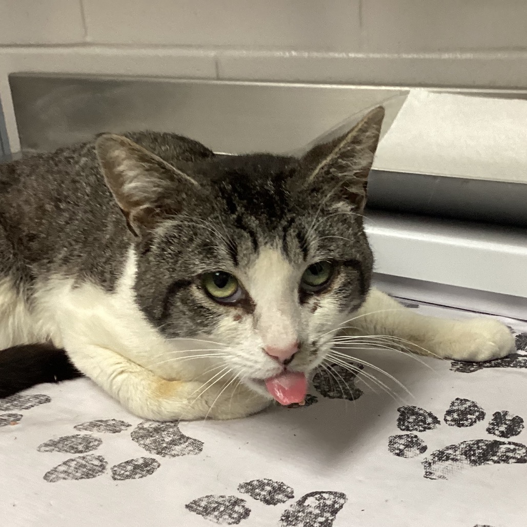 Shelter Stray Male Cat last seen , Greenville, SC 29609