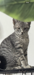 Lost Female Cat last seen Scarsdale and Beamer, Houston, TX 77089