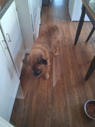 Lost Female Dog last seen 17th and yorktown, Tulsa, OK 74104