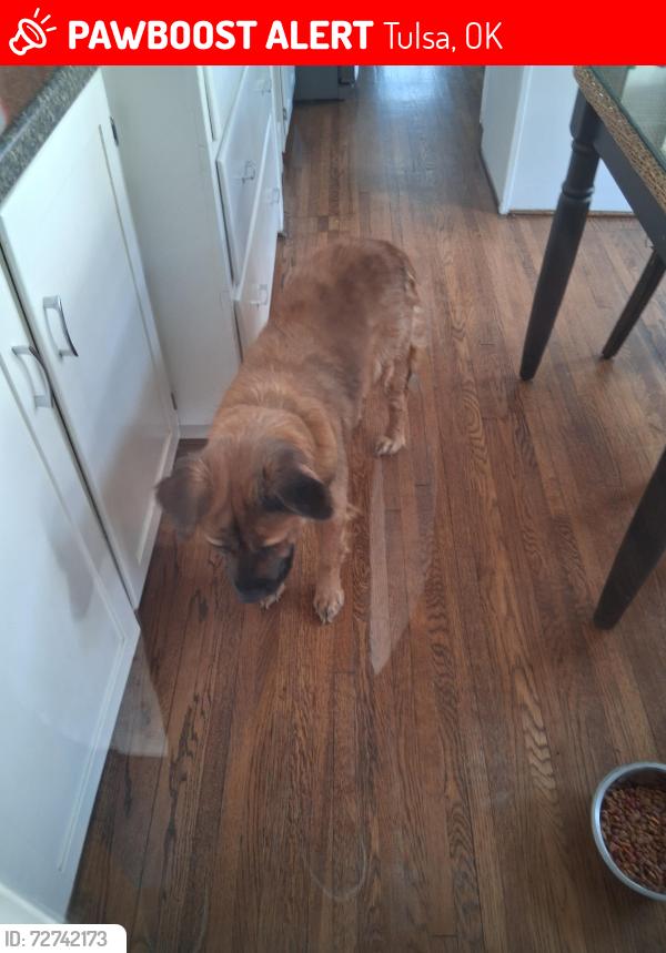 Lost Female Dog last seen 17th and yorktown, Tulsa, OK 74104