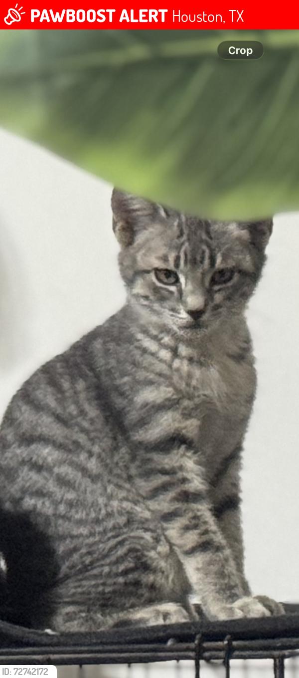 Lost Female Cat last seen Scarsdale and Beamer, Houston, TX 77089