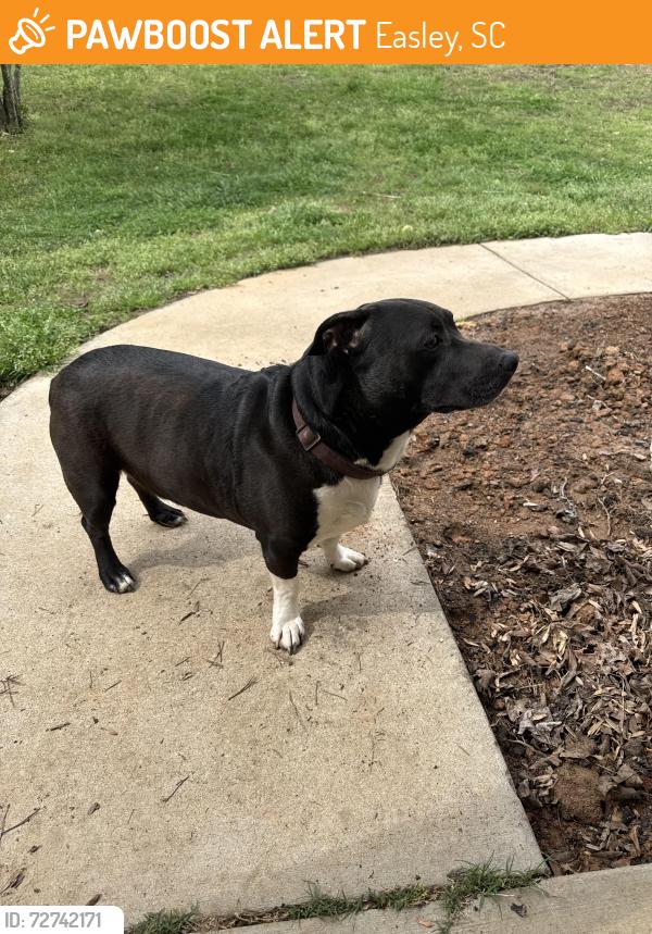 Found/Stray Male Dog last seen Saluda Dam and Prince Perry, Easley, SC 29640