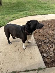 Found/Stray Male Dog last seen Saluda Dam and Prince Perry, Easley, SC 29640