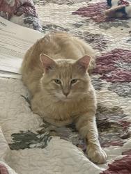 Lost Male Cat last seen Rainwater Dr, Geronimo Ln, Pasadena, TX 77505