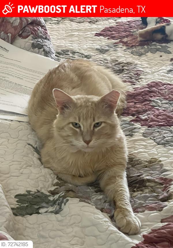 Lost Male Cat last seen Rainwater Dr, Geronimo Ln, Pasadena, TX 77505