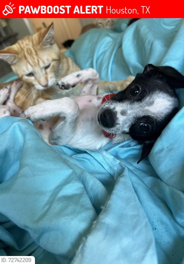 Lost Male Dog last seen W marsham circle , Houston, TX 77066