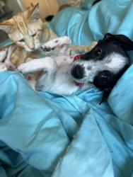 Lost Male Dog last seen W marsham circle , Houston, TX 77066