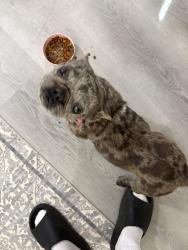 Found/Stray Female Dog last seen Beechwood ave , Fresno, CA 93650