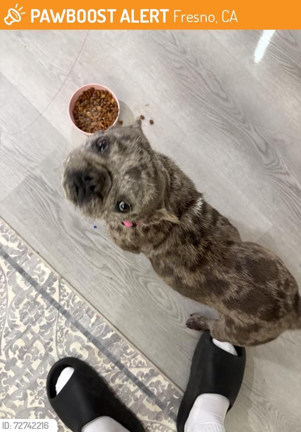 Found/Stray Female Dog last seen Beechwood ave , Fresno, CA 93650
