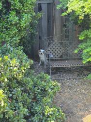Found/Stray Unknown Dog last seen Marijane Hamman Park, San Jose, CA 95011