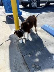 Found/Stray Female Dog last seen Venice Blvd. and La Brea Avenue, currently being held at QuikWash La Brea, Los Angeles, CA 90019